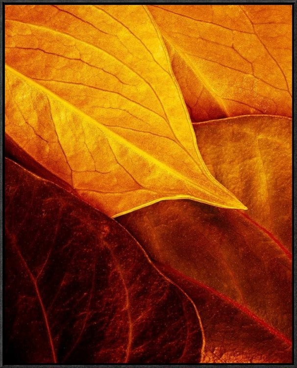 "Leaves" Framed Canvas Giclee by Luiz Laercio, 25x31"