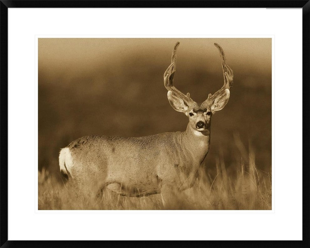 "Mule Deer male in dry grass, North America - Sepia"  by Tim Fitzharris, 32x26"
