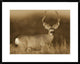 "Mule Deer male in dry grass, North America - Sepia"  by Tim Fitzharris, 32x26"