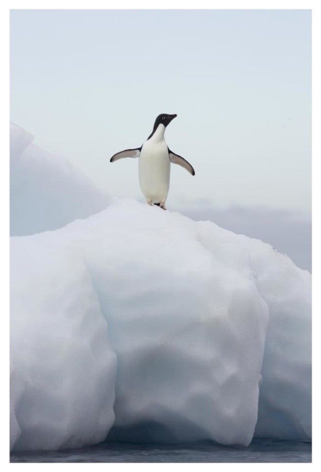 "Adelie Penguin standing on iceberg, Paulet Island" Paper Art, 18"x26"