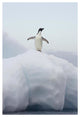 "Adelie Penguin standing on iceberg, Paulet Island" Paper Art, 18"x26"