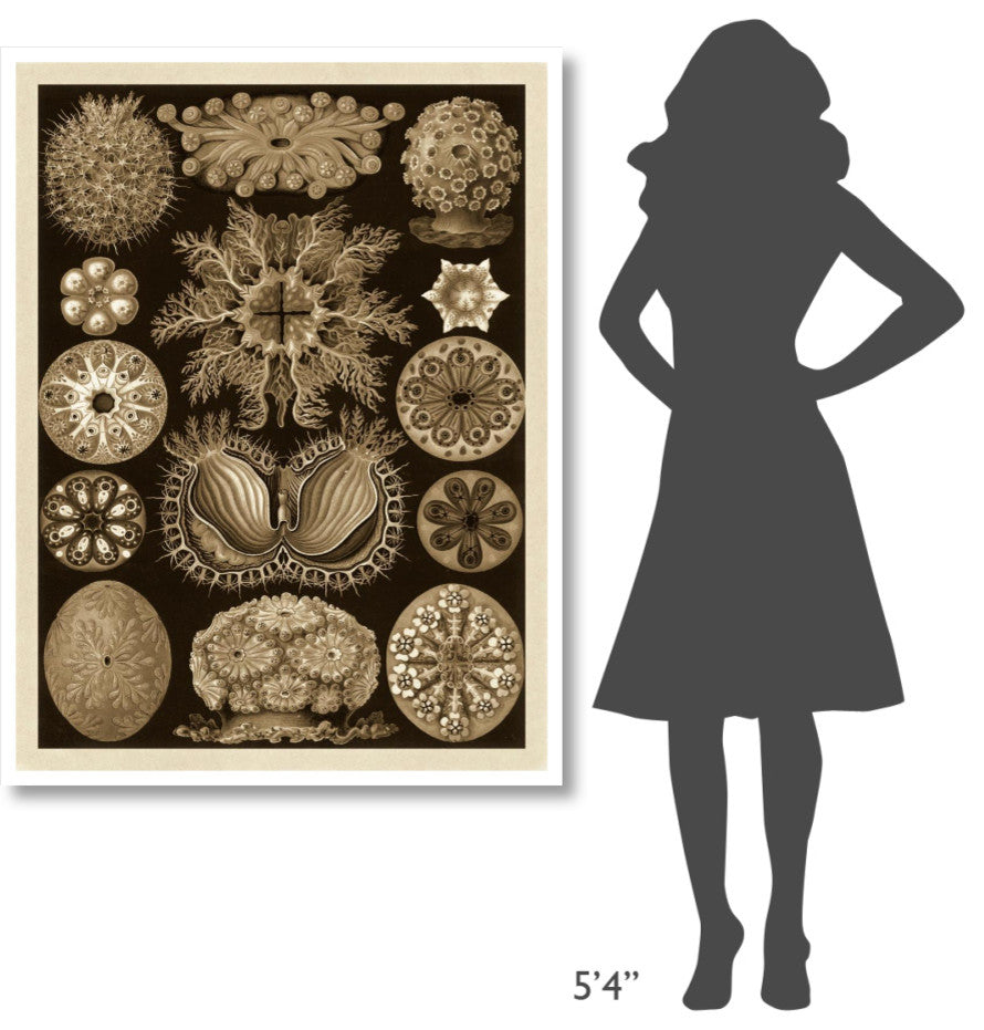 "Haeckel Nature Illustrations: Ascidiae - Sepia Tint" Print, 38"x50"