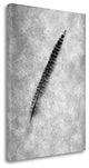 "Feathers - 9" By Alan Blaustein, Giclee Print on Gallery Wrap Canvas