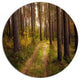 Road Through Thick Fall Forest, Modern Forest Disc Metal Wall Art, 23"