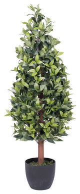 4' Bay Tree In Pot