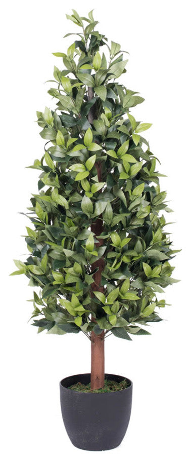 4' Bay Tree In Pot