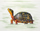 Happy Turtle Door Mat 30x50