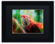Lois Bryan 'Green Winged Macaw' Art, Black Frame, Black Matte, 14"x11"