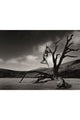 Monochrome Photographic Artwork | Andrew Martin Lion Gymnast, Large