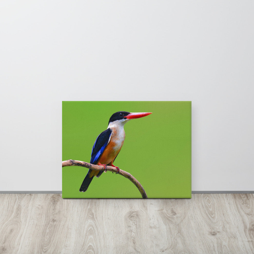 Black Capped Kingfisher Bird on Perch Wildlife Photograph Canvas Wall Art Print, 18" X 24"