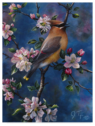 Jeff Tift 'Cedar Waxwing' Canvas Art, 32"x24"