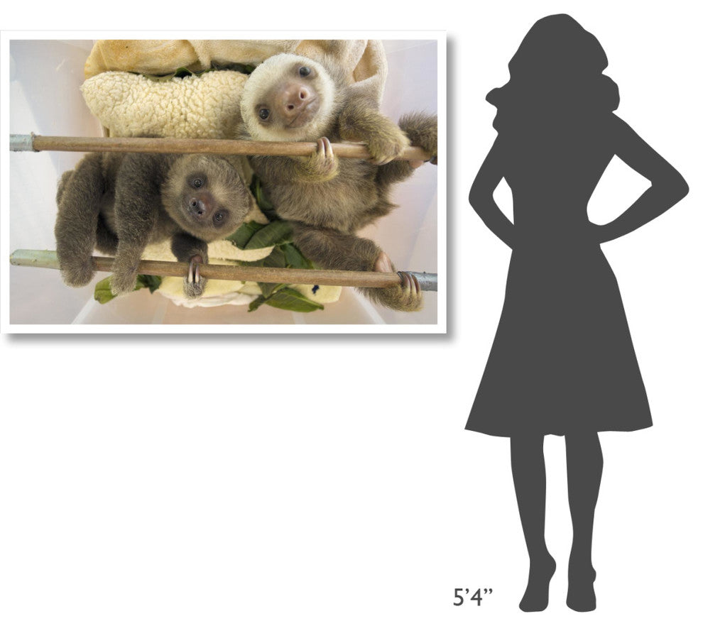 "Hoffmann's 2-toed Sloth babies, Aviarios Sloth Sanctuary" Paper Art, 50"x34"