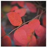 "The Flaming" by Christine Sainte-Laudy, Canvas Art