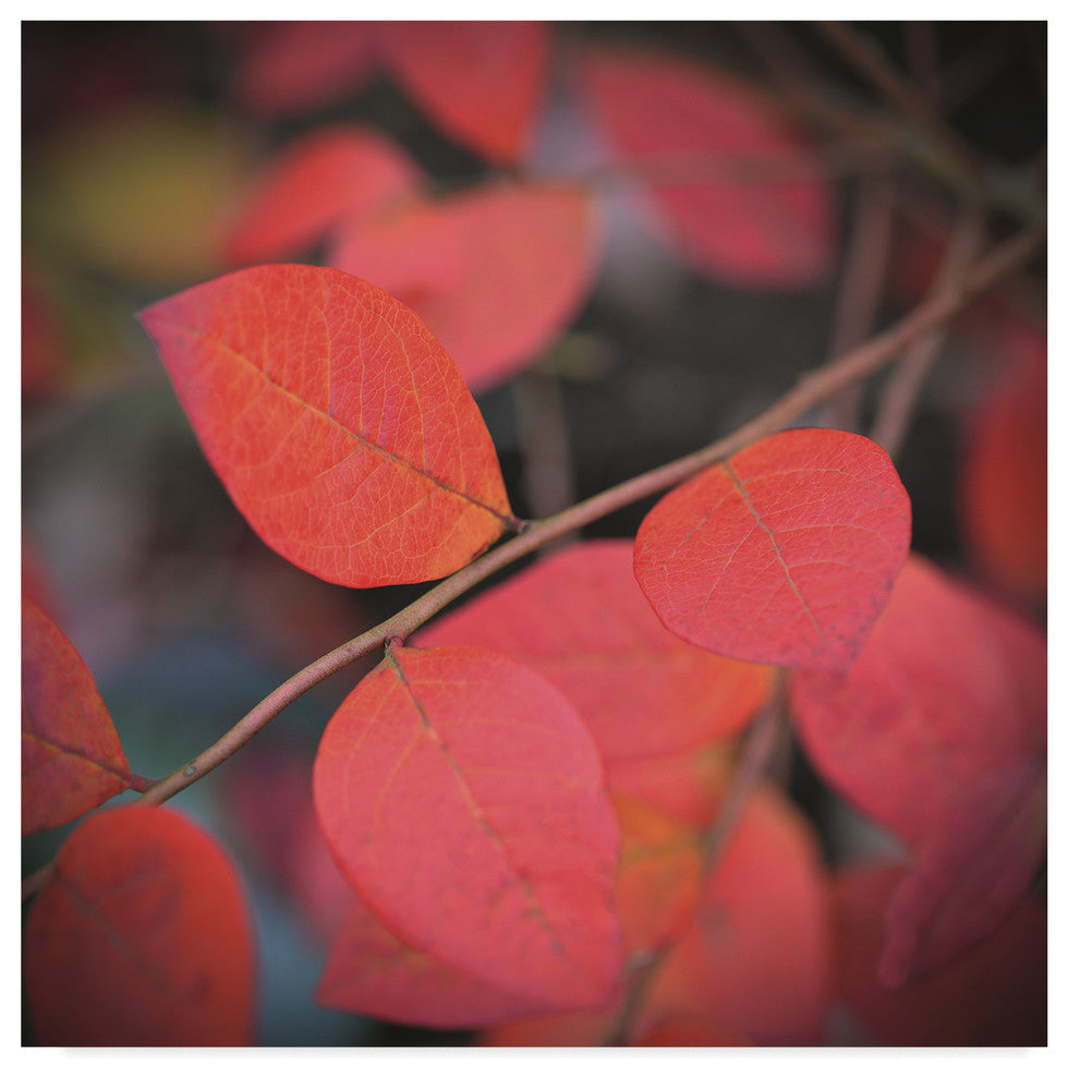 "The Flaming" by Christine Sainte-Laudy, Canvas Art