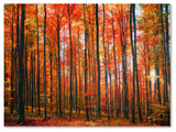 'Dominated' Canvas Art by Philippe Sainte-Laudy