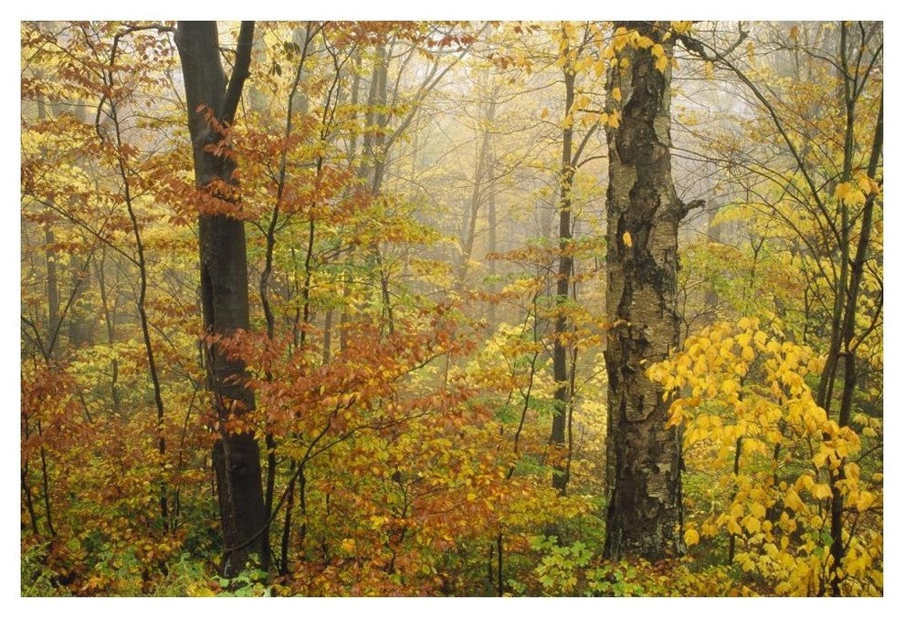 "Mixed deciduous forest in autumn, Mill Brook, Vermont" Paper Art, 50"x34"