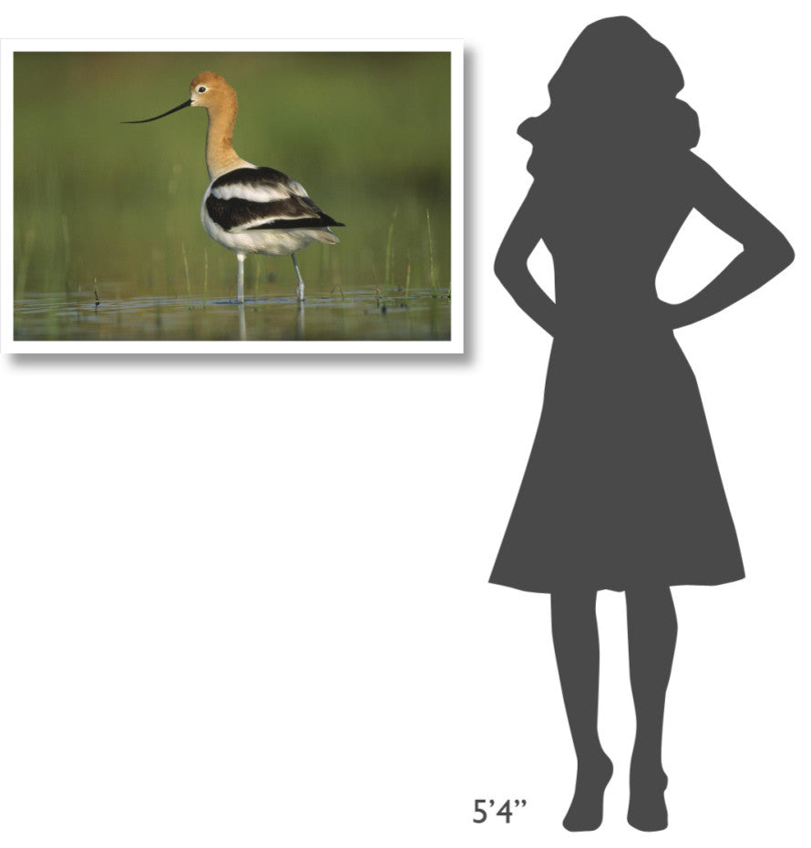 "American Avocet in breeding plumage wading, North America" Paper Art, 38"x26"