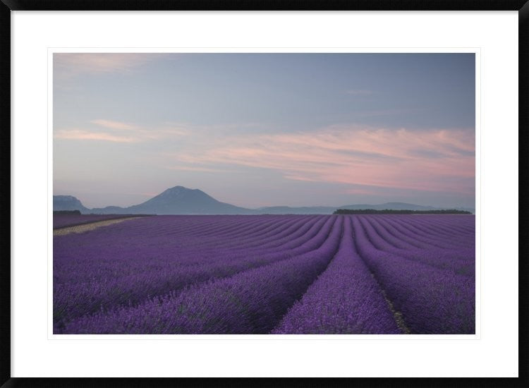 "Lavender Field" Framed Digital Print by Rostovskiy Anton, 38"x28"