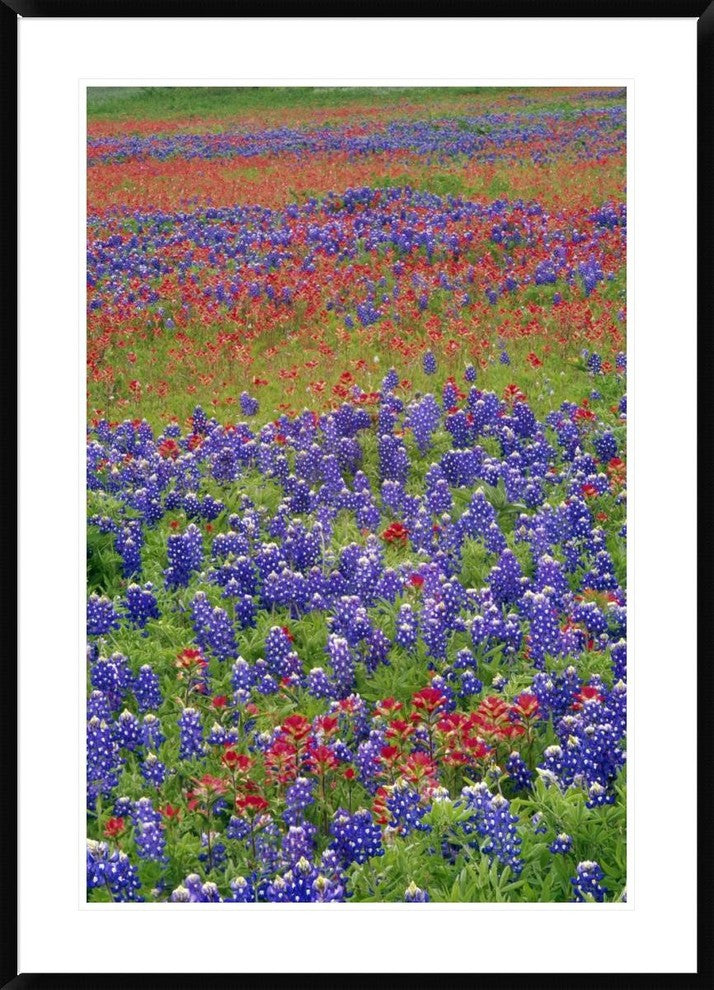 Sand Bluebonnet And Paintbrush Flowers, Hill Country, Texas, 30"x42"