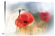 "Morning Poppies" Stretched Canvas Giclee by Steve Moore, 30x21"
