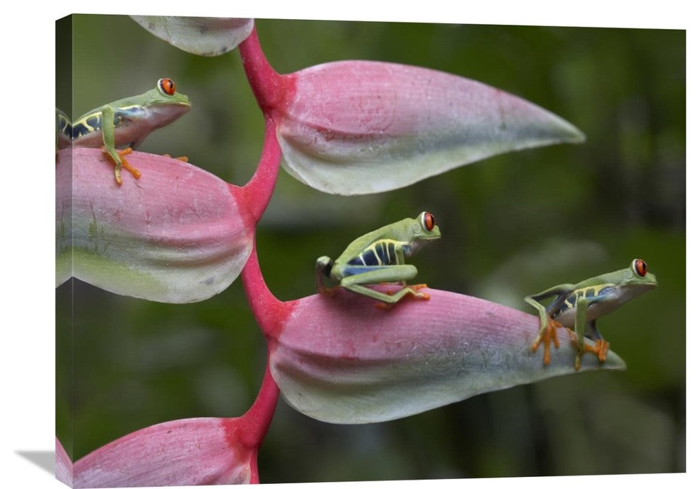 "Red-Eyed Tree Frog Three Sitting On Heliconia, Costa Rica" Artwork, 32" x 24"