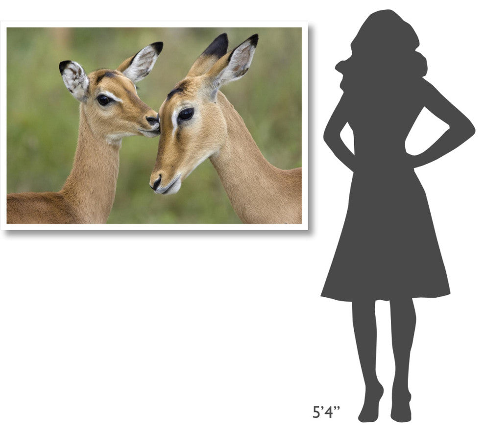 "Impala fawn grooming mother, Serengeti National Park" Paper Art, 50"x34"