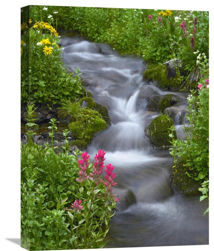 "Orange Sneezeweed And Indian Paintbrush, Yankee Boy Basin, Colorado" Artwork
