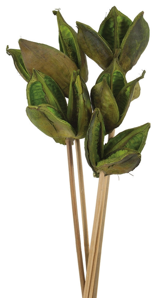 Sora Pod attached to a Wood Stem, Dried , Basil, 16"