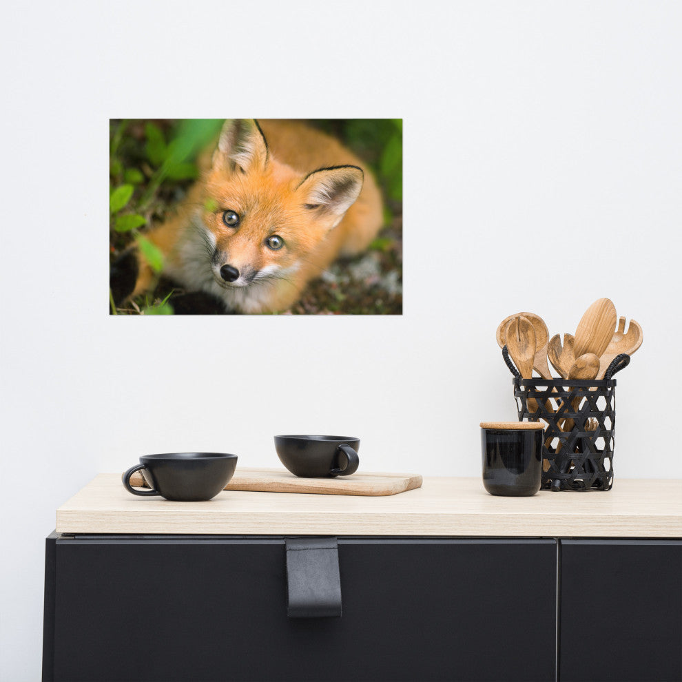 Young Red Fox Face Animal Wildlife Nature Photograph Loose Wall Art Print, 12" X 18"