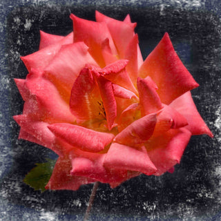 "Rose Lantern" Painting Print on Canvas by Aryai