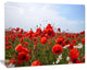 Red Poppies under Bright Blue Sky, Flower Artwork on Canvas, 20"x12"