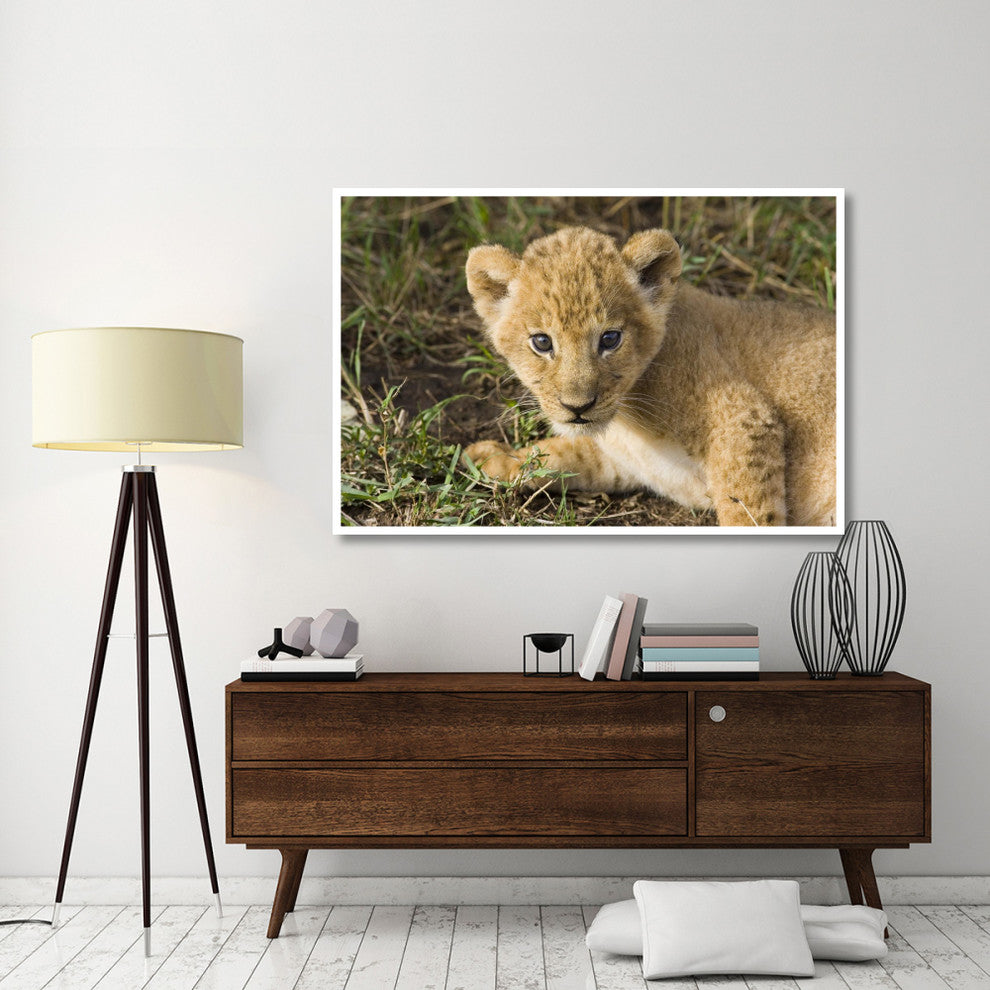 "African Lion 5 week old cub, vulnerable, Masai Mara Reserve" Paper Art, 62"x42"