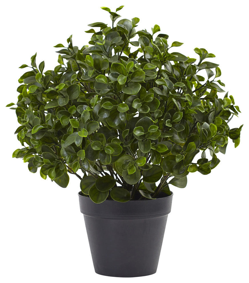 23" Peperomia Plant UV Resistant, Indoor/Outdoor