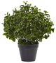 23" Peperomia Plant UV Resistant, Indoor/Outdoor