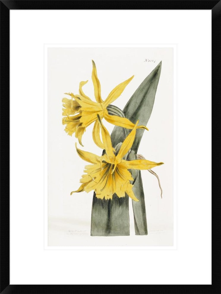"Narcissi" Framed Digital Print by William Curtis, 18"x24"