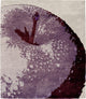 Adam C Signature Rug, 8'x10'