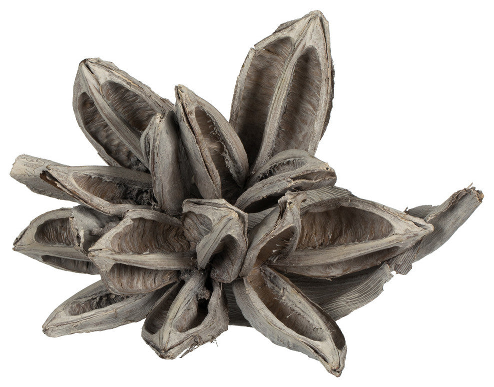 Vickerman H2Sta900 6" White Wash Star Pod, 1 Piece, Dried