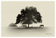 "Horses and Trees I" Digital Paper Print by Debra Van Swearingen, 62"x42"