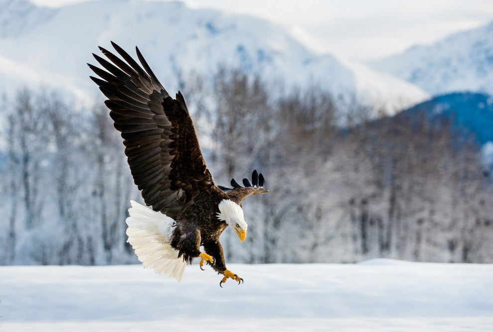 Adult Bald Eagle Alaskan Winter Animal Wildlife Photograph Loose Wall Art Print, 24" X 36"