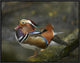 "Mandarin Duck male, Jurong Bird Park, Singapore"  by Tim Fitzharris, 25x19"