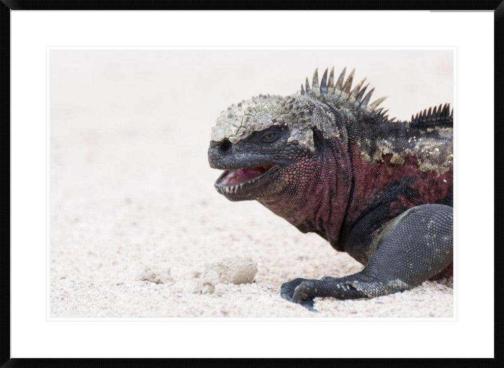 "Marine Iguana, Galapagos Islands, Ecuador" Framed Print by Tui De Roy, 38"x28"