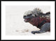 "Marine Iguana, Galapagos Islands, Ecuador" Framed Print by Tui De Roy, 38"x28"