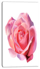 Pink Rose Sketch on White Background, Flowers Canvas Wall Artwork, 16"x32"