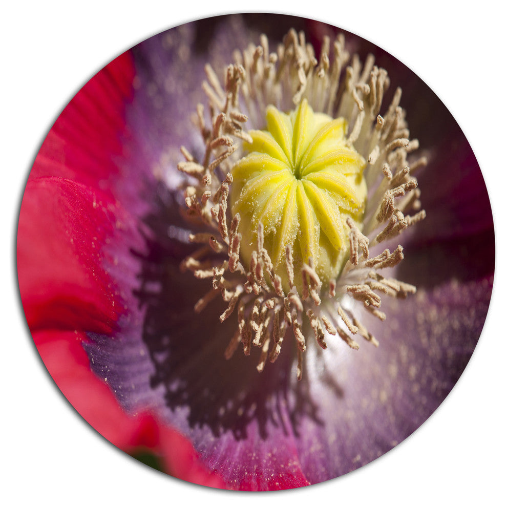 Colorful Opium Poppy Flower Photo, Flowers Round Metal Wall Art, 23"