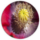 Colorful Opium Poppy Flower Photo, Flowers Round Metal Wall Art, 23"