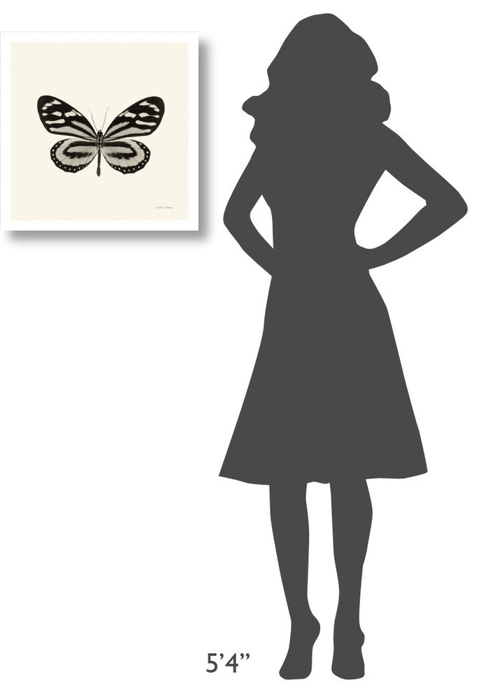 "Butterfly VIII - BW" Digital Paper Print by Debra Van Swearingen, 20"x20"