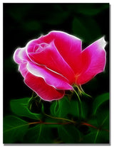 'Pink Rose Abstract' Canvas Art by Kathie McCurdy