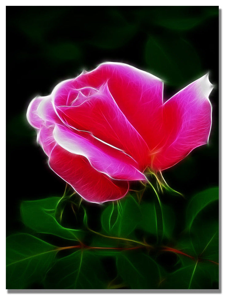 'Pink Rose Abstract' Canvas Art by Kathie McCurdy