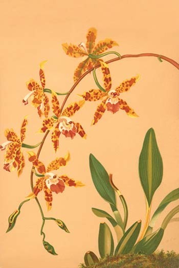 Odontologlossum Triumphans - Fine Art Giclee Print 24" x 36"