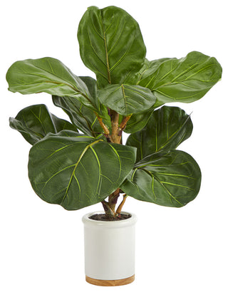 Clean white-background product shot showing full plant and planter (primary product image).